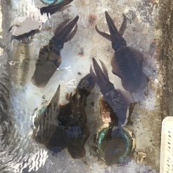 BlueOcean(ブルーオーシャン) 釣果