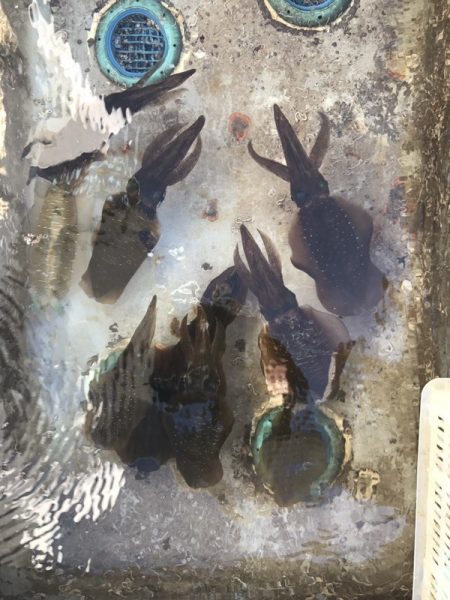 BlueOcean(ブルーオーシャン) 釣果