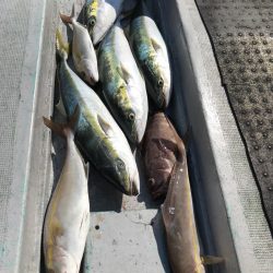たいし丸 釣果