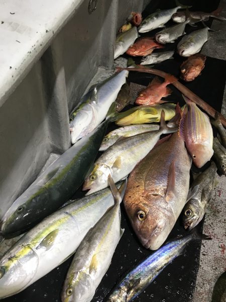 たいし丸 釣果