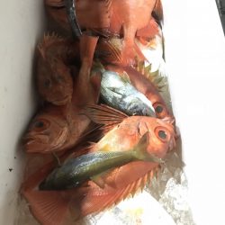 たいし丸 釣果