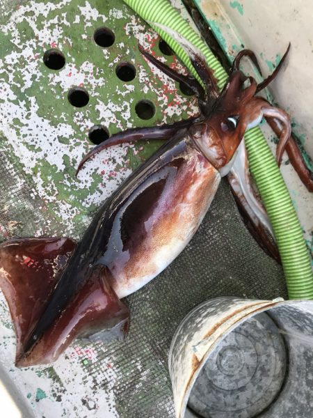 たいし丸 釣果