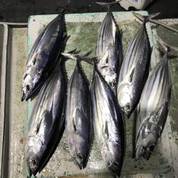 たいし丸 釣果