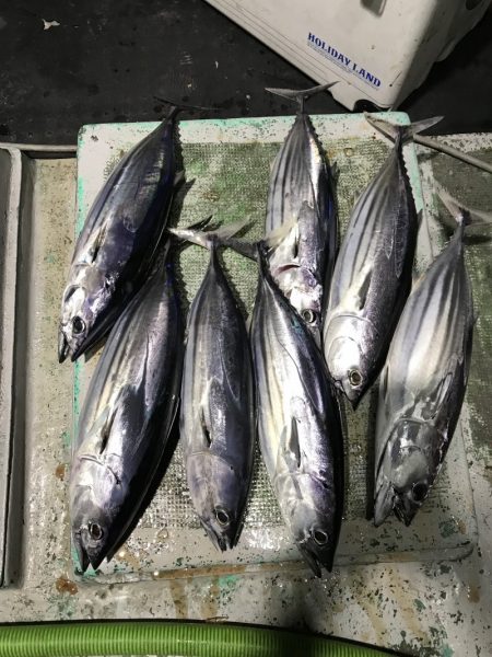 たいし丸 釣果
