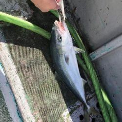たいし丸 釣果