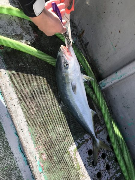 たいし丸 釣果