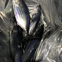 たいし丸 釣果