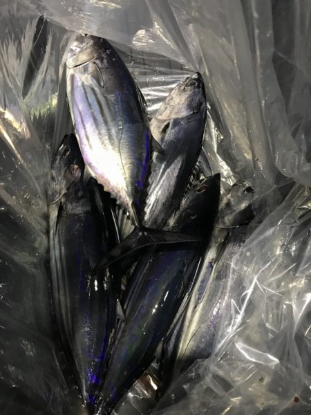 たいし丸 釣果