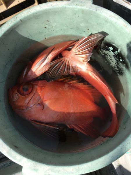 たいし丸 釣果