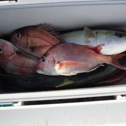 大進丸(新潟) 釣果