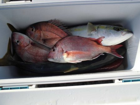 大進丸(新潟) 釣果