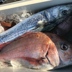 さとみ丸 釣果