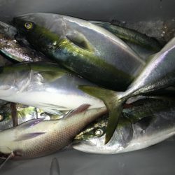 さとみ丸 釣果