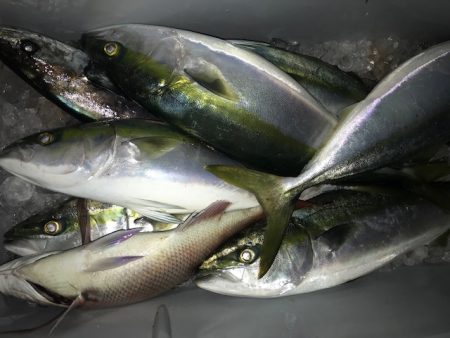 さとみ丸 釣果