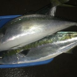 さとみ丸 釣果