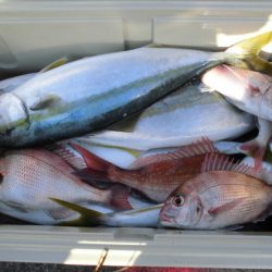 大進丸(新潟) 釣果