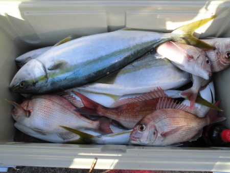 大進丸(新潟) 釣果