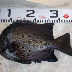 大幸丸 釣果
