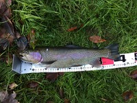 秩父フライフィールド 釣果