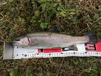 秩父フライフィールド 釣果