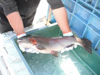 秩父フライフィールド 釣果