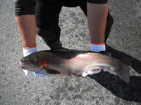 秩父フライフィールド 釣果