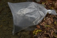 秩父フライフィールド 釣果