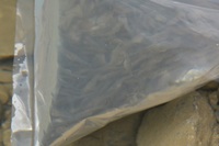 秩父フライフィールド 釣果