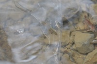 秩父フライフィールド 釣果