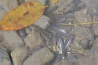 秩父フライフィールド 釣果