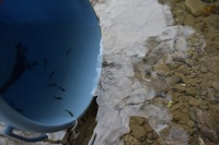 秩父フライフィールド 釣果