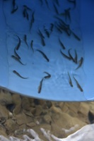 秩父フライフィールド 釣果