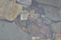 秩父フライフィールド 釣果