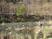 秩父フライフィールド 釣果