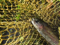 秩父フライフィールド 釣果