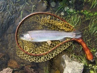 秩父フライフィールド 釣果