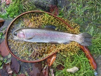 秩父フライフィールド 釣果