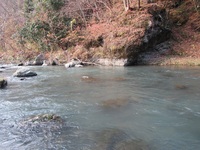 秩父フライフィールド 釣果