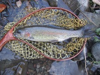 秩父フライフィールド 釣果