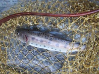 秩父フライフィールド 釣果