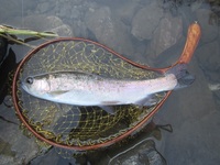 秩父フライフィールド 釣果