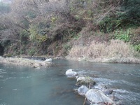 秩父フライフィールド 釣果