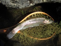 秩父フライフィールド 釣果