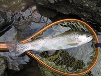 秩父フライフィールド 釣果