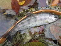 秩父フライフィールド 釣果