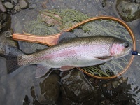 秩父フライフィールド 釣果