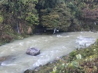 秩父フライフィールド 釣果