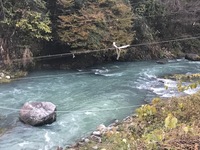 秩父フライフィールド 釣果