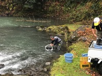 秩父フライフィールド 釣果