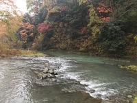 秩父フライフィールド 釣果